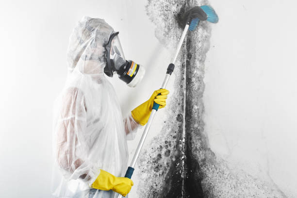 Best Mold Remediation for Healthcare Facilities  in Inglewood, CA