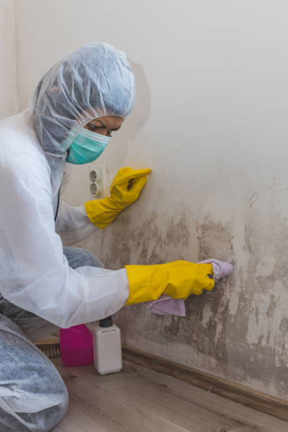 Professional Mold Removal in Inglewood, CA