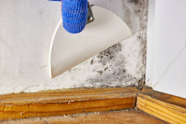 Mold Documentation for Insurance Claims in Inglewood, CA